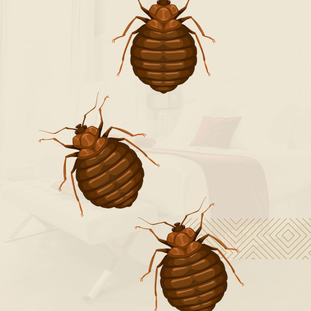 Comment se débarrasser des punaises de lit rapidement : guide pratique et efficace